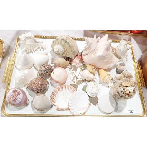 174 - A selection of seashells. UK shipping £14.