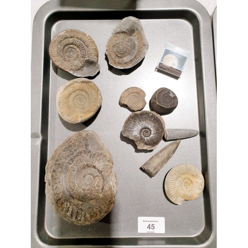 45 - A selection of fossilised ammonites, the largest width 12.5cm together with two fossilised teeth. UK... 