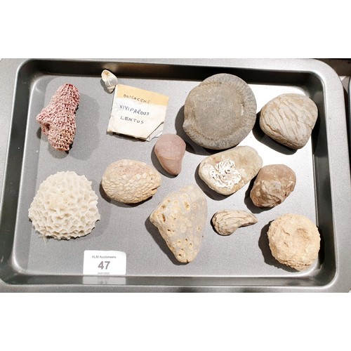 47 - A selection of fossilised rocks and coral, the largest width 7.5cm. UK shipping £14.