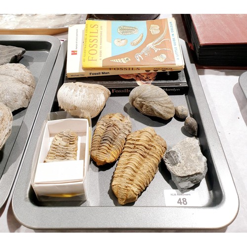 48 - A selection of trilobites and other fossils and three books. UK shipping £14.