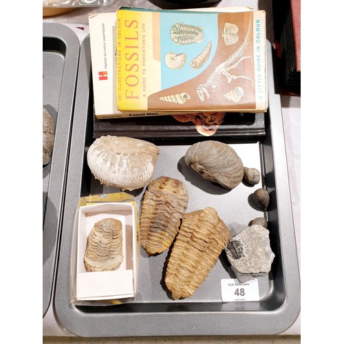 48 - A selection of trilobites and other fossils and three books. UK shipping £14.