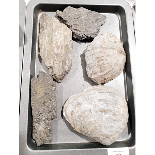 49 - Fossils and fossilised rock, the largest width 12.5cm. UK shipping £14.