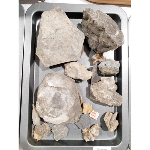 50 - Fossils and fossilised rock, the largest width 12cm. UK shipping £14.