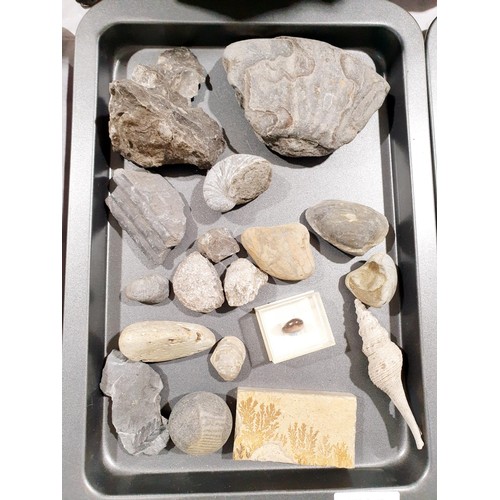 51 - A selection of fossils and fossilised rock, the largest width 11.5cm. UK shipping £14.