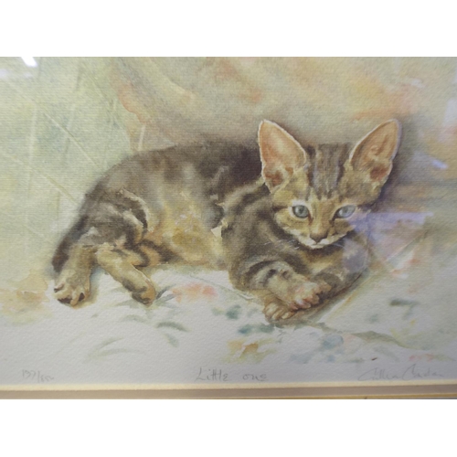 256 - Framed and Mounted Print of a Tabby Kitten, Ltd Ed 197/852