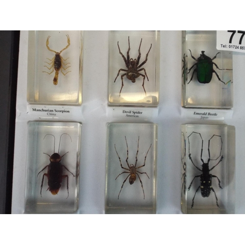 77 - Selection of Insect specimens encased in perspex and with perspex fronted carry case.