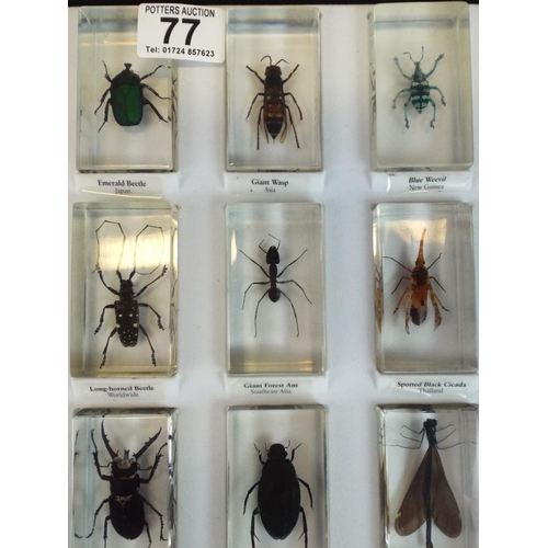 77 - Selection of Insect specimens encased in perspex and with perspex fronted carry case.