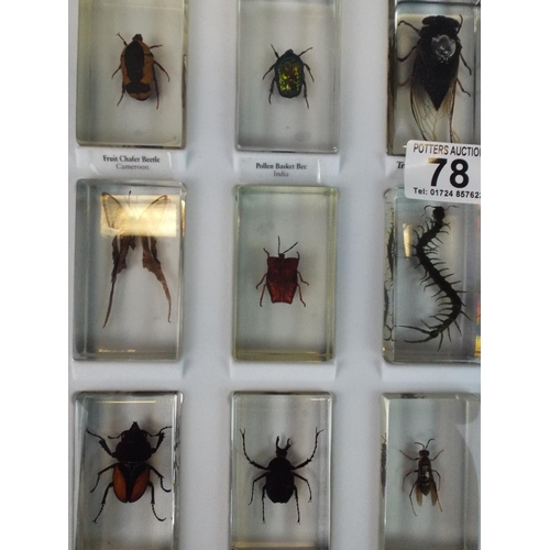 78 - Selection of Insect specimens encased in perspex and with perspex fronted carry case.