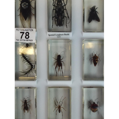 78 - Selection of Insect specimens encased in perspex and with perspex fronted carry case.