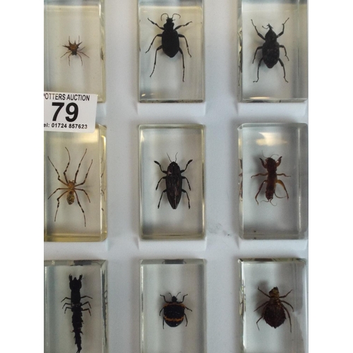 79 - Selection of Insect specimens encased in perspex and with perspex fronted carry case.