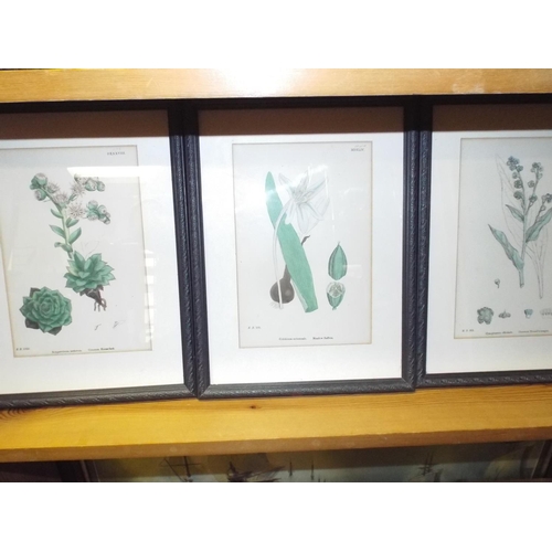 354 - Set of Six, Edwardian era framed floral prints.