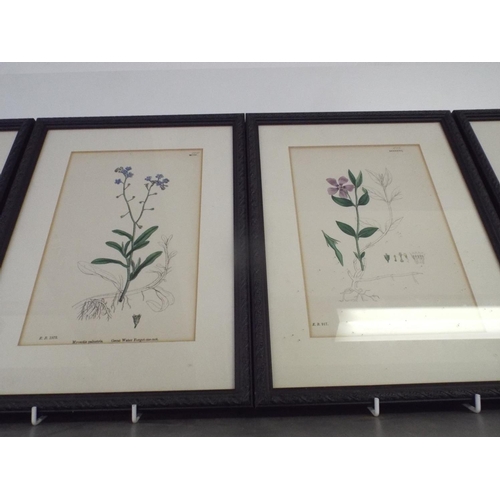 237 - Six Framed and mounted hand coloured floral prints take from a 1862 book.