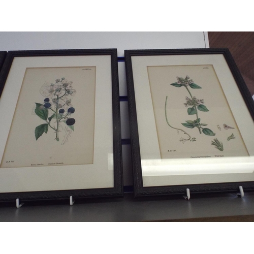 237 - Six Framed and mounted hand coloured floral prints take from a 1862 book.