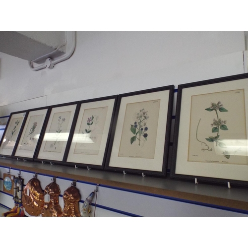 237 - Six Framed and mounted hand coloured floral prints take from a 1862 book.