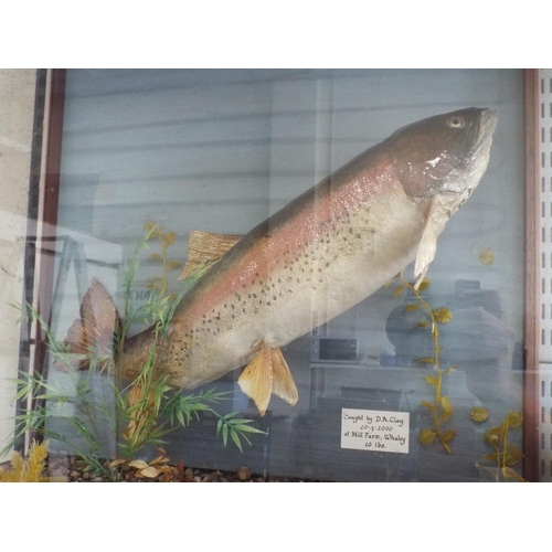 402 - Large Taxidermy Trout in naturalistic setting. Enclosed in a glass case which measures 28 inches wid... 