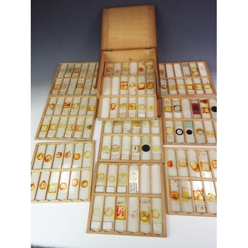 342 - Twelve trays of vintage microscope slides all contained in a purpose built box.