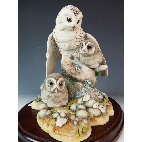 117 - Group study of Snowy Owl & Chicks set on a naturalistic setting raised on a shallow wooden plinth by... 