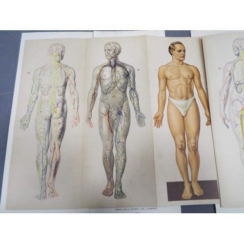 341 - Two Phillips Anatomical models of the Human body, with pull out charts and 3D page, together with a ... 