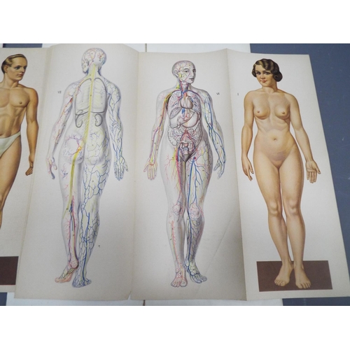 341 - Two Phillips Anatomical models of the Human body, with pull out charts and 3D page, together with a ... 