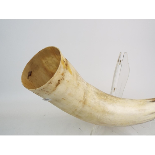 693 - Large hollowed out decorative cow horn 20