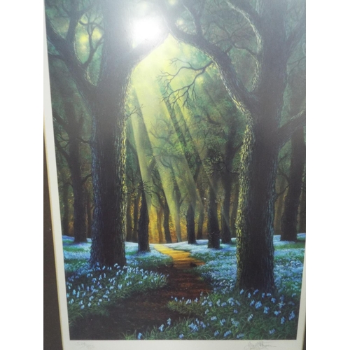 1068 - Framed and mounted print of a Bluebell Woodland. See photos