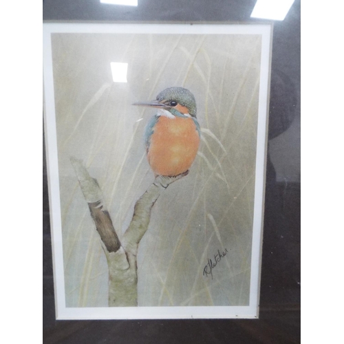 1076 - Four framed and mounted prints of British birds and wildlife. See photos