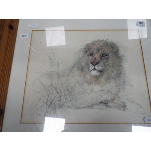 1077 - Framed and mounted print of Bear and cubs plus one of African Lion. Pine frames. See photos