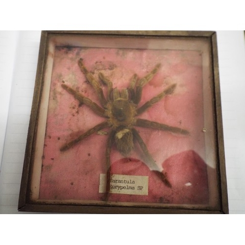 1458 - Big Orrible spider in glass case. Ugh :-(