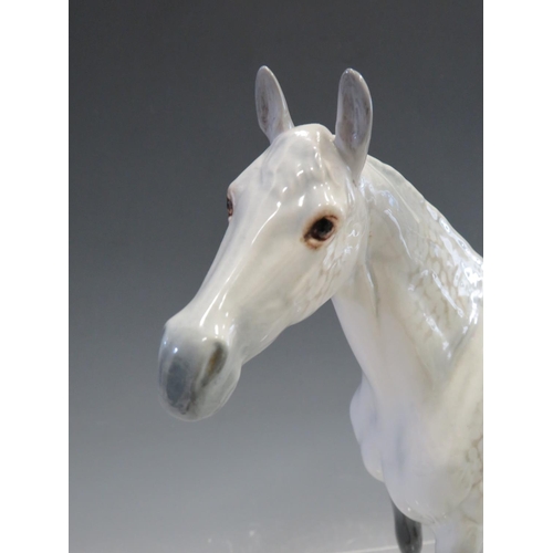 51 - Beswick Large Grey Racehorse  model 1564 in gloss glaze porcelain. . Excellent condition free from d... 