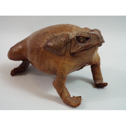 228 - Vintage Taxidermy Bull frog Toad.