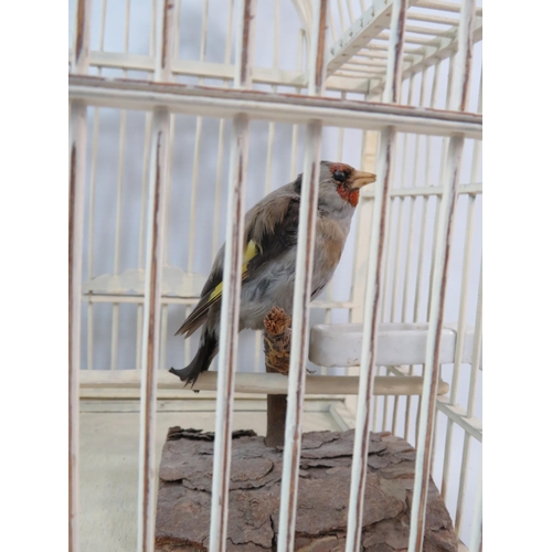 55 - Taxidermy Gold Finch bird in a wooden cage the cage measures 13