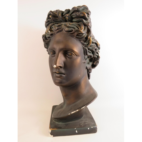 32 - Large Bronze effect plaster bust of Apollo Del Belvedere. Standing approx 20