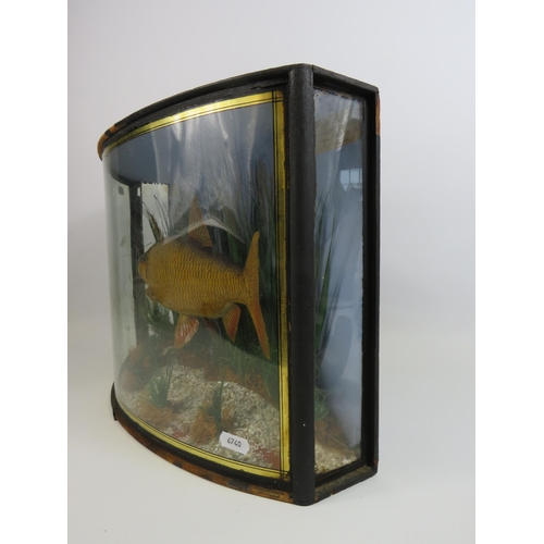 189 - A Cased Taxidermy Roach caught by Mr F Winter at Amberley in 1908 weighing 1lb 8oz. The case measure... 