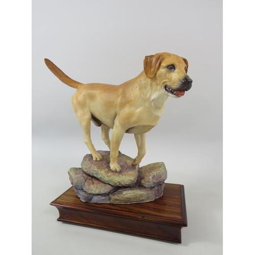 40 - Limited edition Albany fine china Labrador, modelled by Neil Campbell. Approx 25cm tall