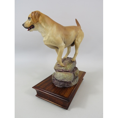 40 - Limited edition Albany fine china Labrador, modelled by Neil Campbell. Approx 25cm tall