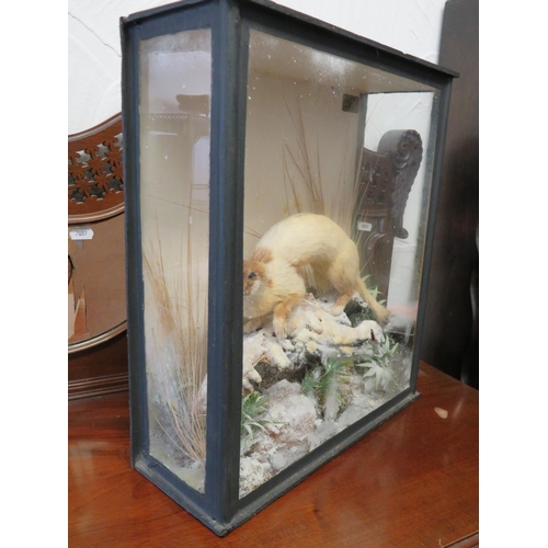 980 - Early 20th Century Taxidermy Study of a Stoat in winter coat. Set in a glass case with naturalistic ... 