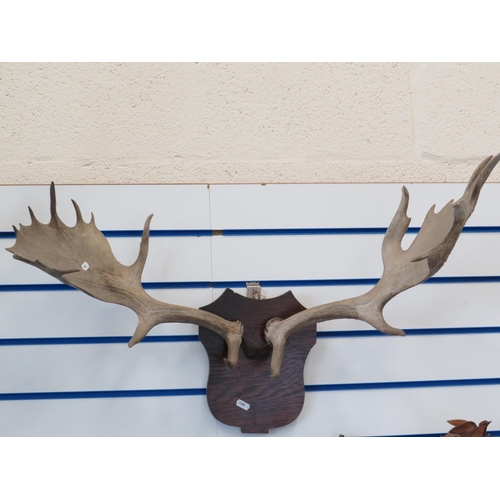 286 - Pair of mounted Fallow deer antlers.