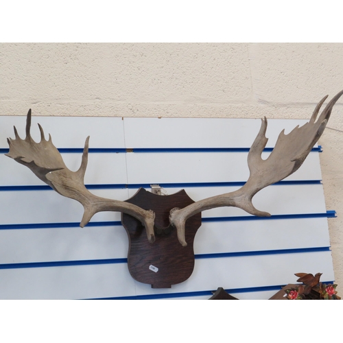 286 - Pair of mounted Fallow deer antlers.