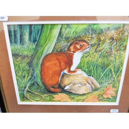 990 - Superbly painted watercolour of a Stoat with Kill.  Bears the signature 'Heyburn' Framed and mounted... 