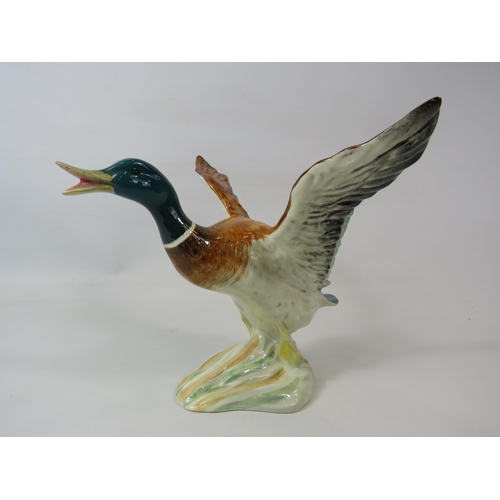 209 - Beswick Mallard duck taking flight, model  no749 approx 17cm tall.