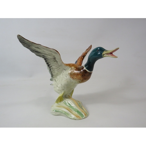 209 - Beswick Mallard duck taking flight, model  no749 approx 17cm tall.