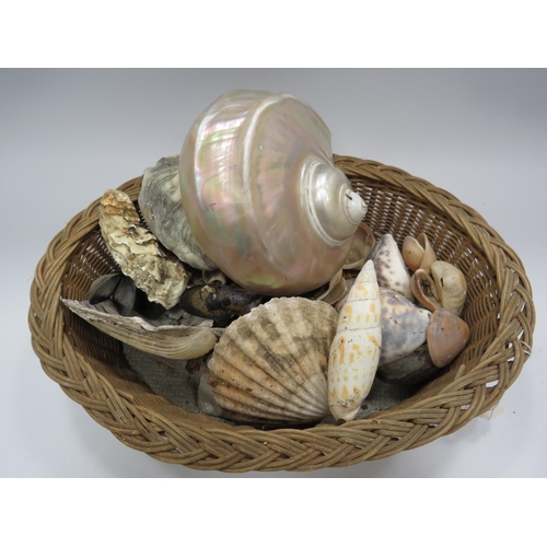 323 - Basket containing a selection of sea shells.