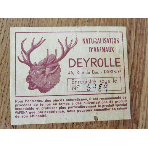 79 - Original Deers foot mounted on an oak board Plaque. Made by Deyrole of Paris. Comes with a small Dri... 