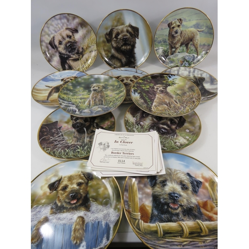 481 - 12 Danbury mint Border Terrier collectable plates.