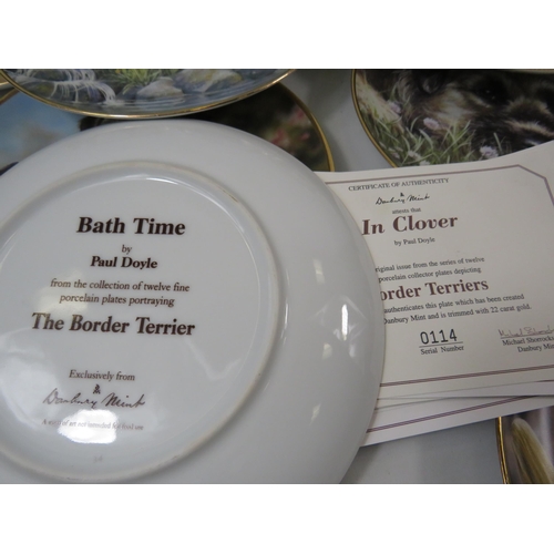 481 - 12 Danbury mint Border Terrier collectable plates.