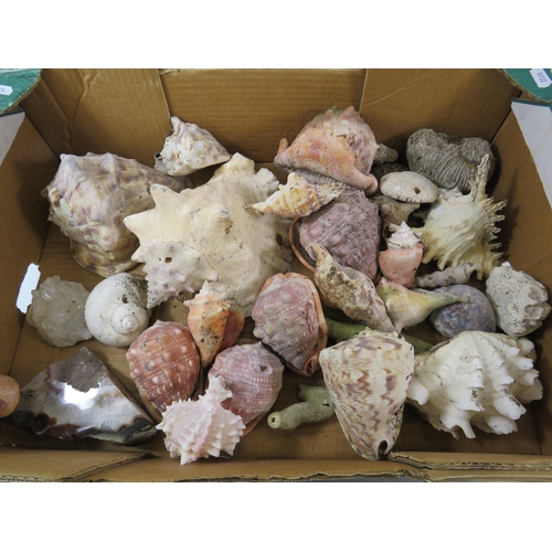 759 - Large box of various Sea shells, coral and quartz stones.