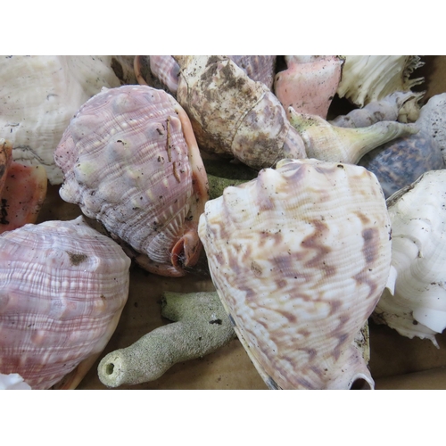 759 - Large box of various Sea shells, coral and quartz stones.