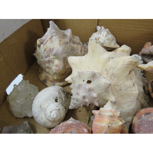 759 - Large box of various Sea shells, coral and quartz stones.