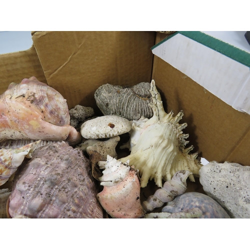 759 - Large box of various Sea shells, coral and quartz stones.