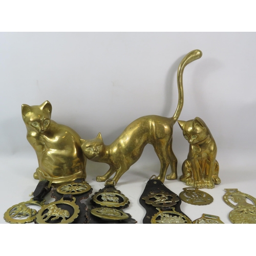 1051 - 3 Large brass cat figures and a selection of horse brasses.